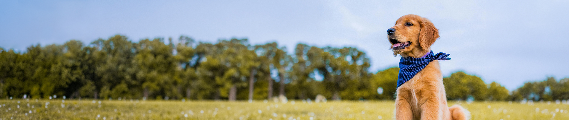 Terms and Conditions