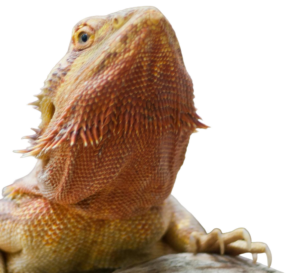 Category Reptile Thumb 1